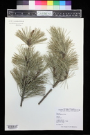 Pinus thunbergii image