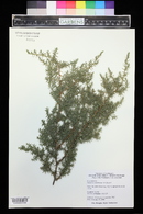 Juniperus squamata var. fargesii image