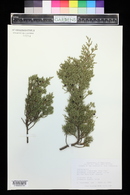 Juniperus virginiana image