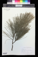 Pinus lambertiana image