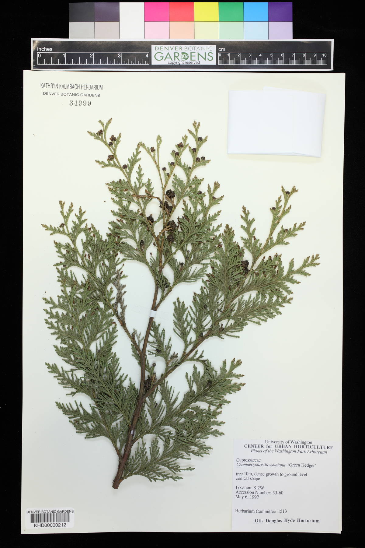 Chamaecyparis lawsoniana image