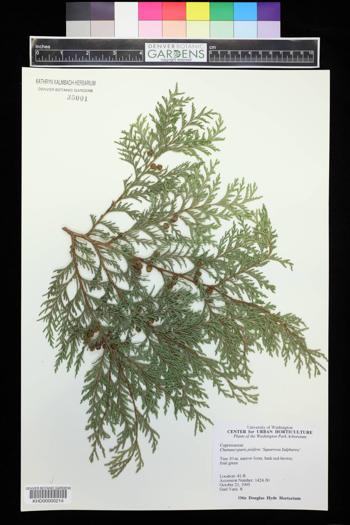 Chamaecyparis pisifera image
