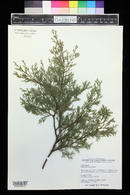 Cupressus macnabiana image