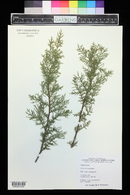 Hesperocyparis goveniana image