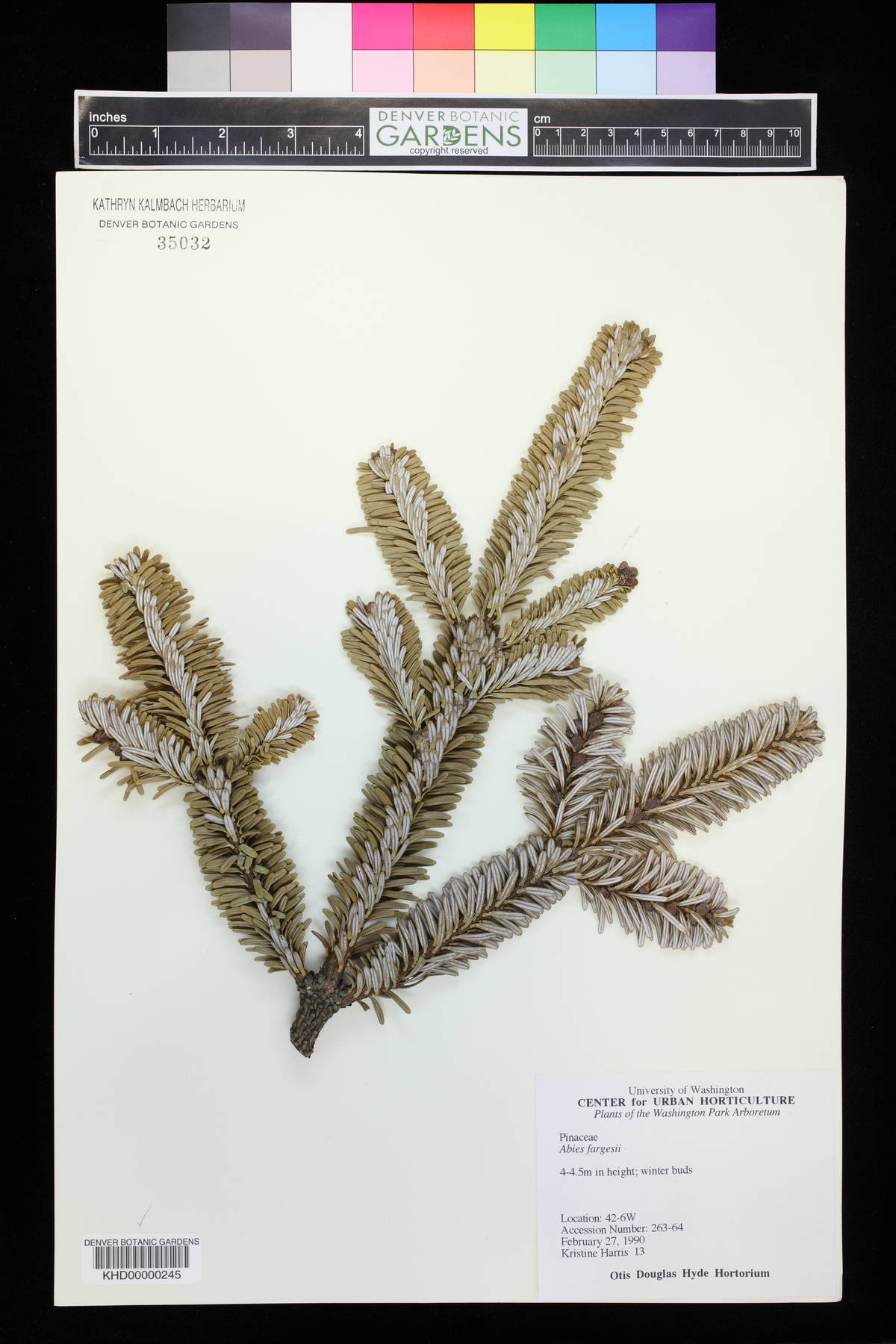 Abies fargesii image