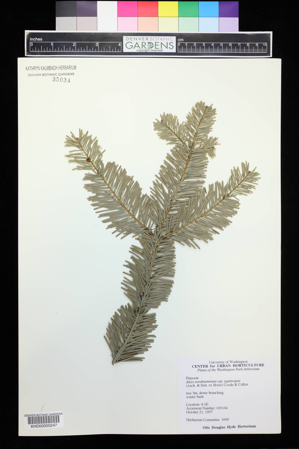 Abies nordmanniana subsp. equi-trojani image