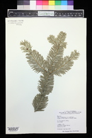 Abies nordmanniana image