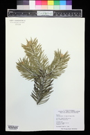 Abies bracteata image