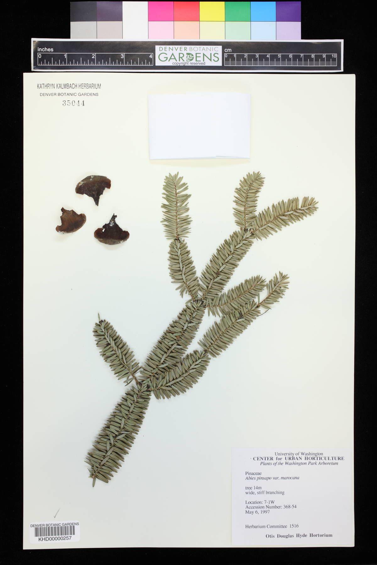 Abies pinsapo image