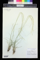 Hesperostipa comata image