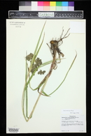 Scirpus microcarpus image