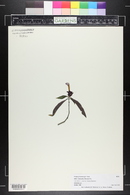 Justicia carnea image