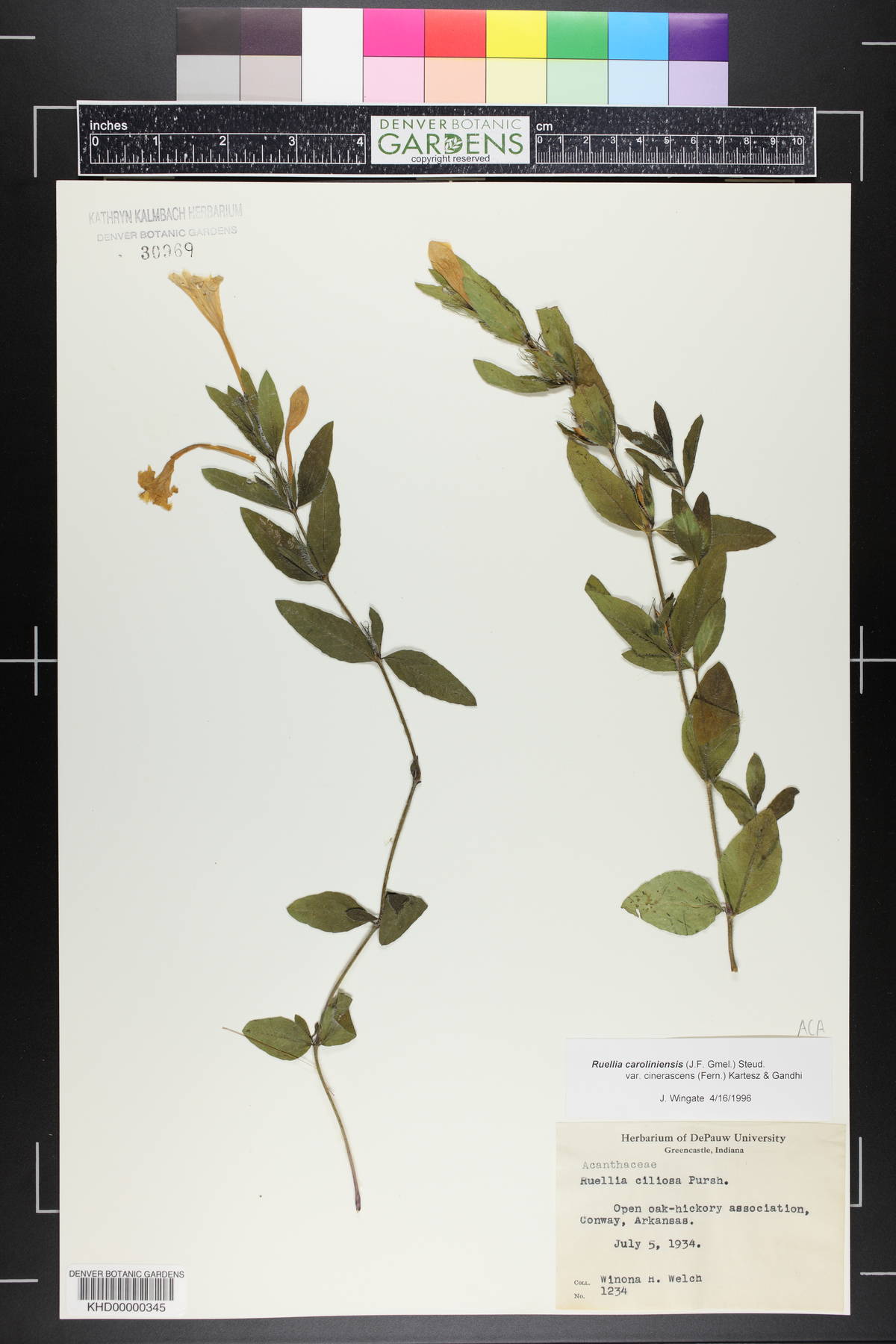 Ruellia caroliniensis var. cinerascens image