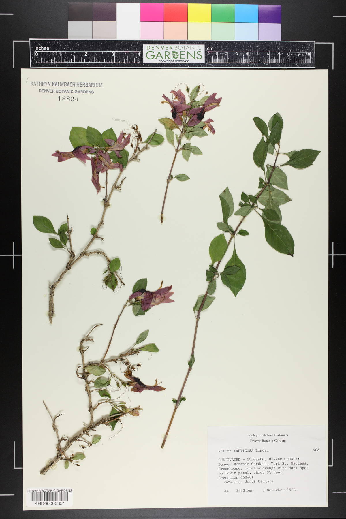 Ruttya fruticosa image