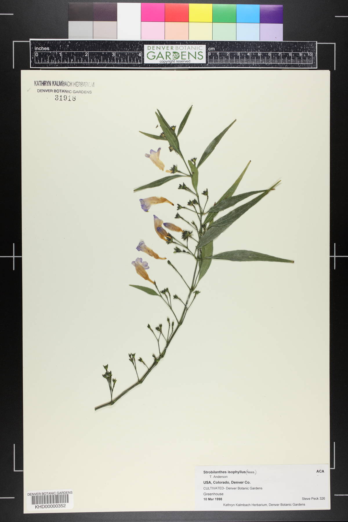 Strobilanthes anisophylla image
