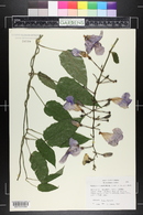 Thunbergia grandiflora image