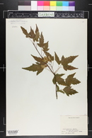 Acer ginnala image