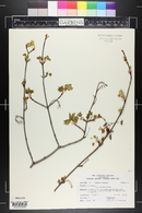 Acer glabrum image