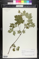 Acer glabrum image