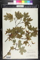 Acer grandidentatum image