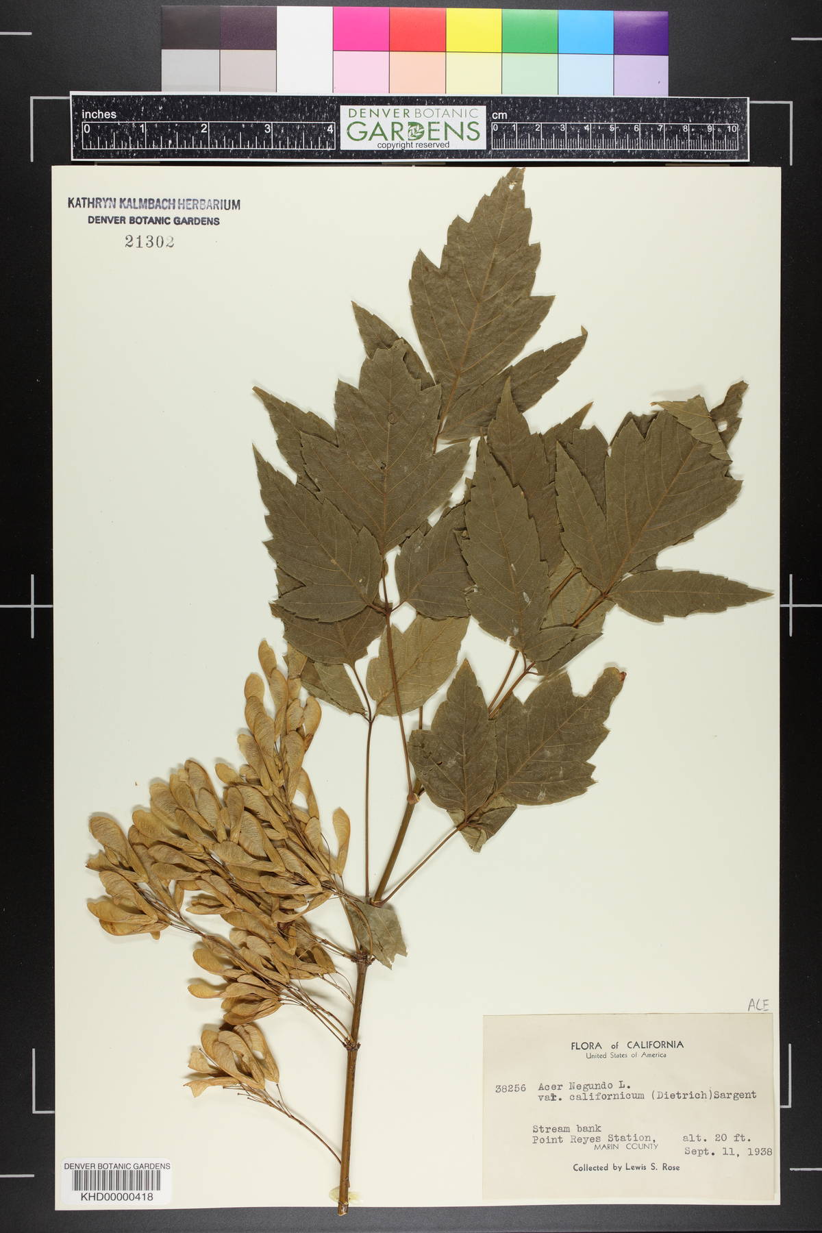 Acer negundo var. californicum image