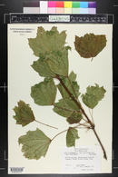 Acer platanoides image