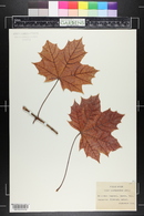 Acer platanoides image