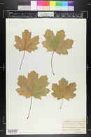 Acer platanoides var. schwedleri image