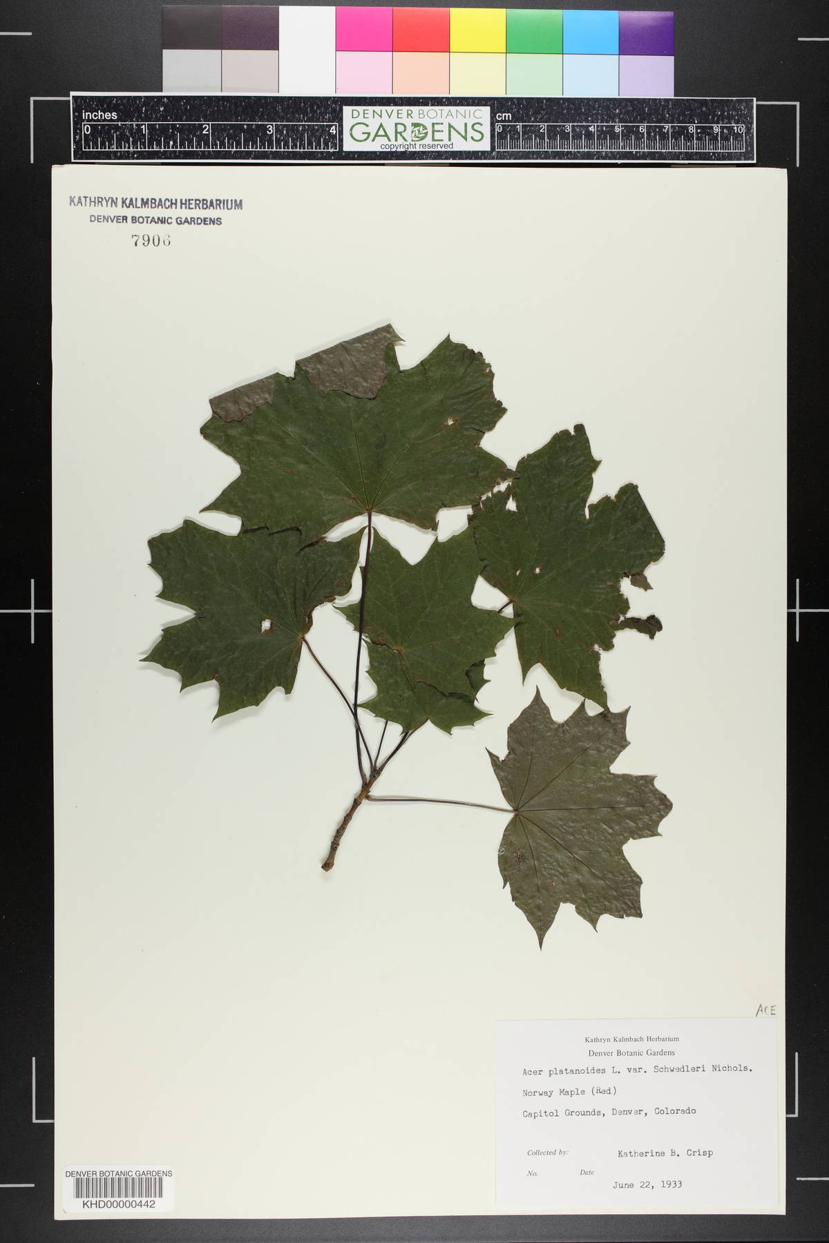 Acer platanoides var. schwedleri image