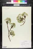 Acer platanoides image