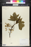 Acer rubrum image