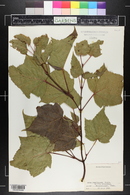 Acer capillipes image