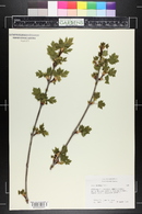 Acer glabrum image