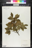 Acer griseum image
