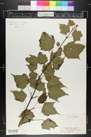 Acer tegmentosum image