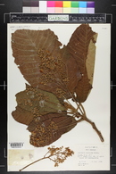 Saurauia scabrida image