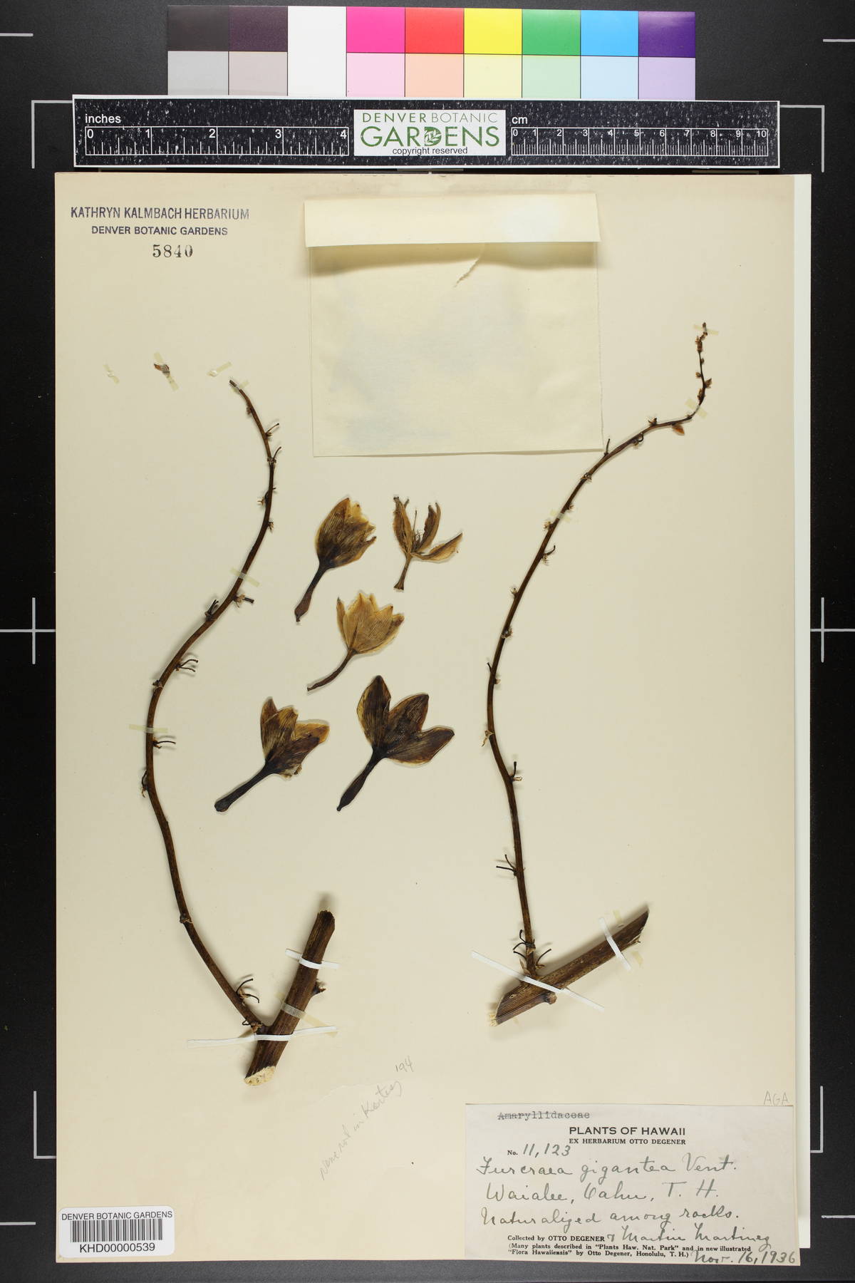 Furcraea gigantea image