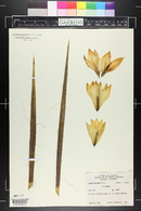 Yucca baccata image