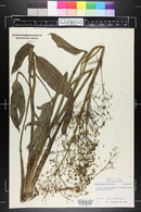 Alisma subcordatum image