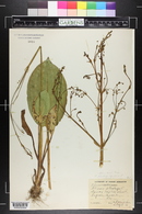 Alisma plantago-aquatica image