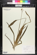 Sagittaria graminea image