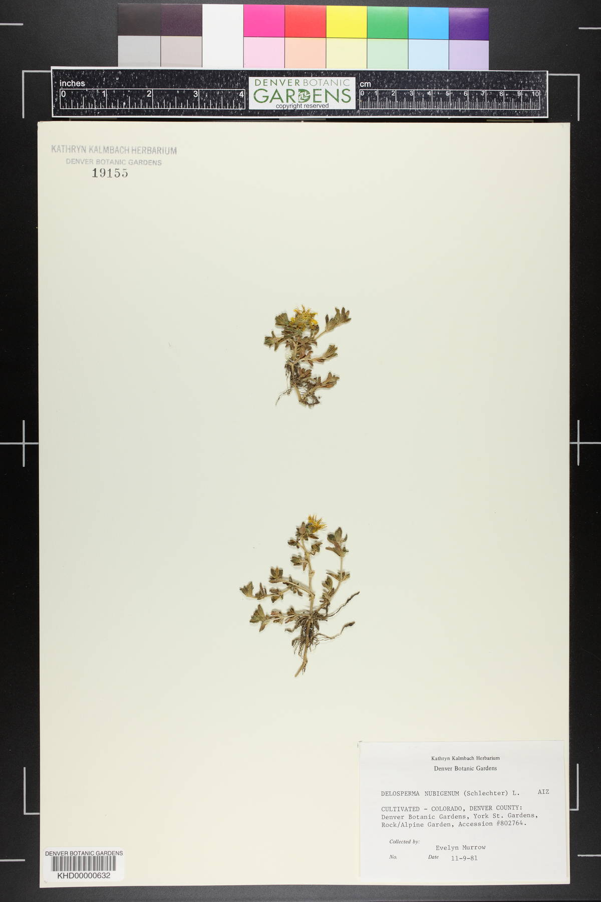 Delosperma nubigenum image
