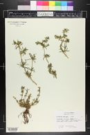 Image of Delosperma steytlerae