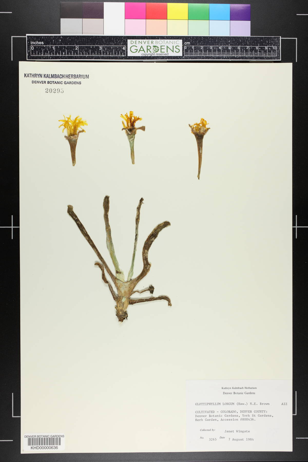 Glottiphyllum longum image