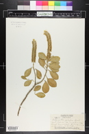 Achyranthes splendens image
