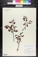 Alternanthera bettzickiana image