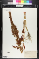 Amaranthus hybridus image