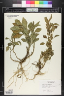 Amaranthus retroflexus image