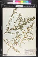 Amaranthus albus image