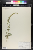 Amaranthus tuberculatus image